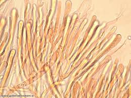 Attēlu rezultāti vaicājumam “Calocera glossoides”