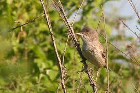 Attēlu rezultāti vaicājumam “Sylvia nisoria adult”