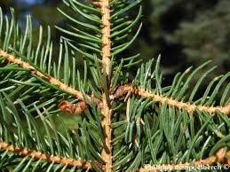 Attēlu rezultāti vaicājumam “Collaria rubens”