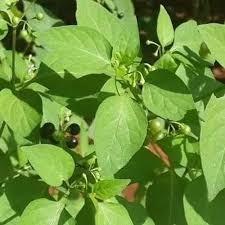 Attēlu rezultāti vaicājumam “Solanum nigrum leaf”
