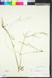 Attēlu rezultāti vaicājumam “Agrostis stolonifera subsp. straminea”