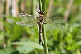 Attēlu rezultāti vaicājumam “Epitheca bimaculata”