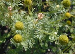 Attēlu rezultāti vaicājumam “Matricaria discoidea flower”