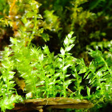 Attēlu rezultāti vaicājumam “Pellia endiviifolia sporophyte”