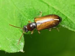 Attēlu rezultāti vaicājumam “Orsodacne cerasi”