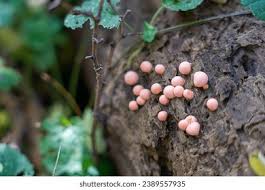 Attēlu rezultāti vaicājumam “Lycogala exiguum aggr. young”