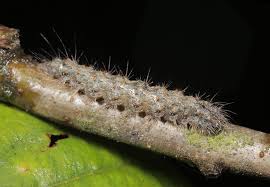 Attēlu rezultāti vaicājumam “Atolmis rubricollis”