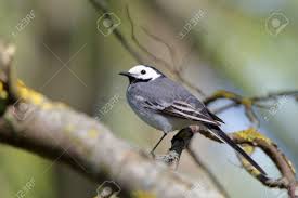 Attēlu rezultāti vaicājumam “Motacillidae”