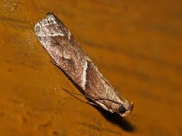 Attēlu rezultāti vaicājumam “Nyctegretis lineana”