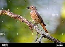 Attēlu rezultāti vaicājumam “Phoenicurus phoenicurus female”