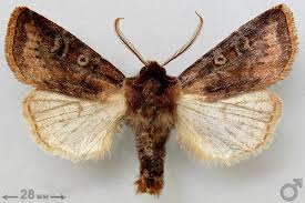 Attēlu rezultāti vaicājumam “Cerastis leucographa”