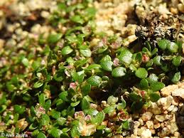 Attēlu rezultāti vaicājumam “Elatine hydropiper leaf”