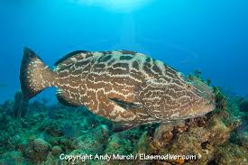 Image result for Mycteroperca bonaci