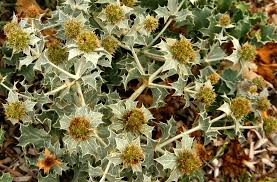 Attēlu rezultāti vaicājumam “Eryngium maritimum”