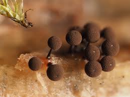 Attēlu rezultāti vaicājumam “Enerthenema papillatum”