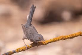 Attēlu rezultāti vaicājumam “Sylvia curruca”