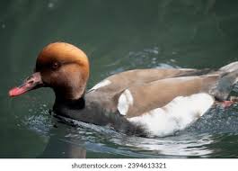 Image result for Netta rufina