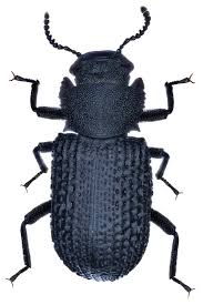 Attēlu rezultāti vaicājumam “Bolitophagus reticulatus larva”