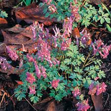 Attēlu rezultāti vaicājumam “Corydalis solida leaf”