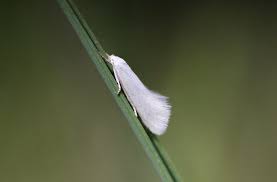 Attēlu rezultāti vaicājumam “Elachista argentella”