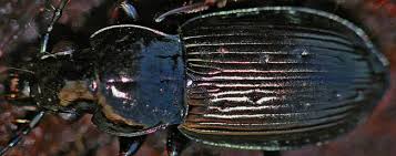 Attēlu rezultāti vaicājumam “Pterostichus quadrifoveolatus”