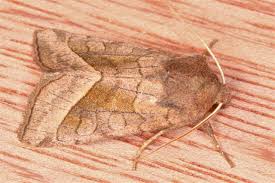 Attēlu rezultāti vaicājumam “Hydraecia micacea”