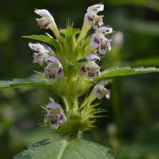 Attēlu rezultāti vaicājumam “Galeopsis tetrahit flower”