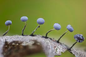 Attēlu rezultāti vaicājumam “Colloderma oculatum spores”