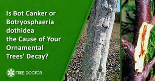 Attēlu rezultāti vaicājumam “Trichia botrytis var. cerifera macro”