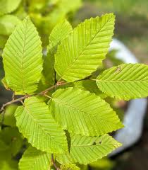 Attēlu rezultāti vaicājumam “Carpinus betulus leaf”