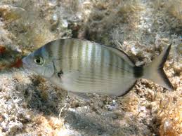 Image result for Diplodus cadenati