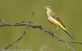 Attēlu rezultāti vaicājumam “Motacilla flava flava”