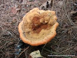 Attēlu rezultāti vaicājumam “Phaeolus schweinitzii”