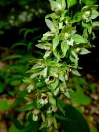 Attēlu rezultāti vaicājumam “Epipactis helleborine flower”