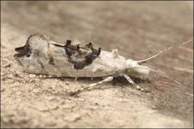 Attēlu rezultāti vaicājumam “Ypsolopha asperella”