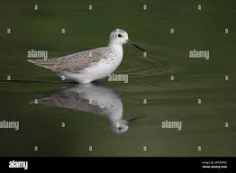 Attēlu rezultāti vaicājumam “Tringa stagnatilis adult”