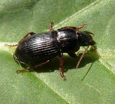 Attēlu rezultāti vaicājumam “Harpalus sp.”