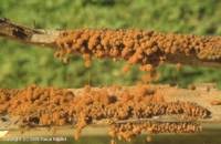 Attēlu rezultāti vaicājumam “Heterotrichia ferruginea (syn. Arcyria ferruginea)”