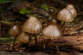 Attēlu rezultāti vaicājumam “Mycena belliarum”