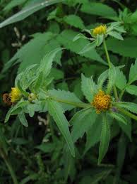 Attēlu rezultāti vaicājumam “Bidens frondosa”