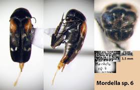 Attēlu rezultāti vaicājumam “Mordella sp.”