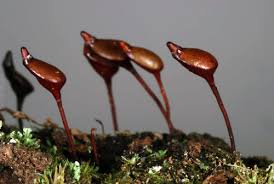 Attēlu rezultāti vaicājumam “Buxbaumia aphylla”