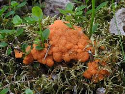 Attēlu rezultāti vaicājumam “Lignydium muscorum macro”