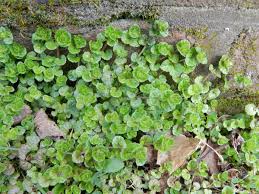 Attēlu rezultāti vaicājumam “Veronica filiformis bud”