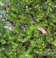 Attēlu rezultāti vaicājumam “Lophozia longidens”