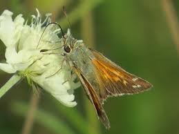 Attēlu rezultāti vaicājumam “Hesperia comma underside”