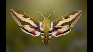 Attēlu rezultāti vaicājumam “Hyles gallii imago”