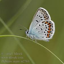 Attēlu rezultāti vaicājumam “Plebejus argus”