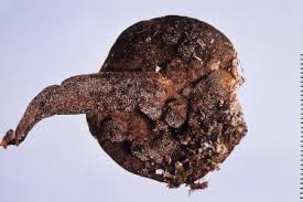 Attēlu rezultāti vaicājumam “Hypomyces chrysospermus”