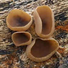 Attēlu rezultāti vaicājumam “Peziza repanda”